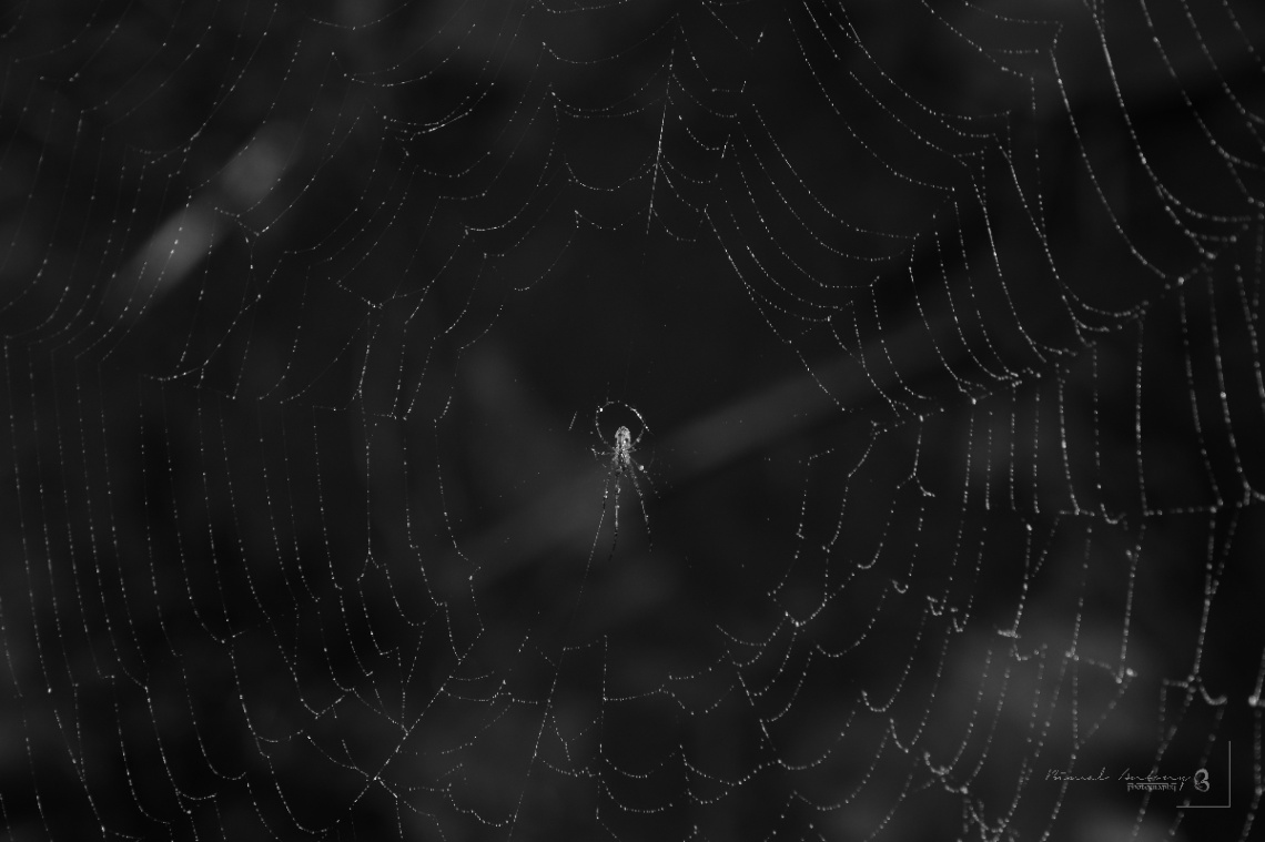 spider web