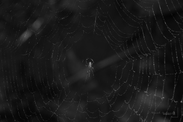 spider web