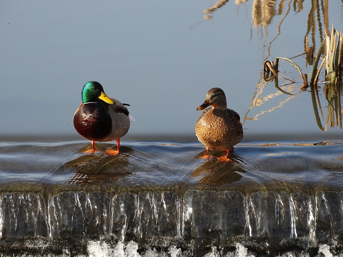 duck couple