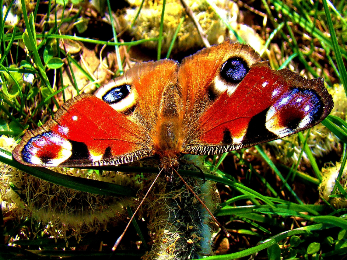 SCHMETTERLING