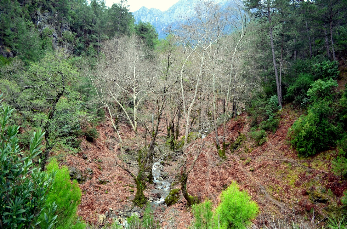 Dimçayı gizli bahçe