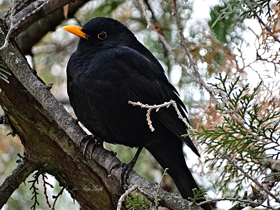 blackbird