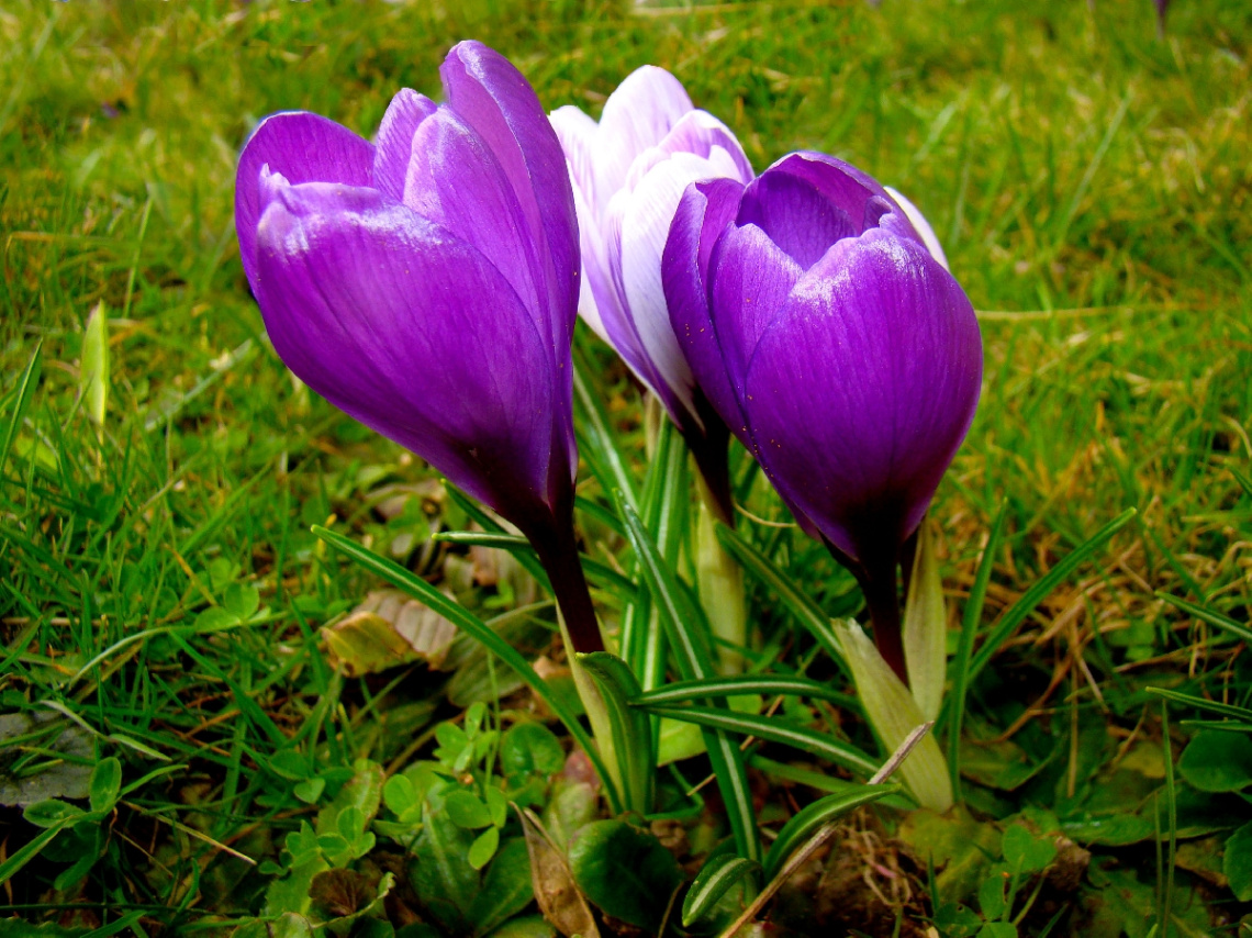 BLÜTEN