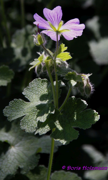 Lila Blüte