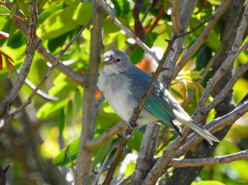 Thraupis sayaca 