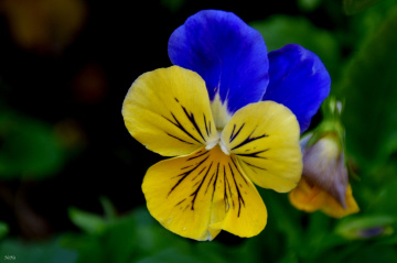 Perfect love (Viola tricolor)