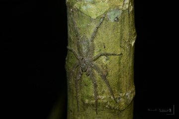 spider
