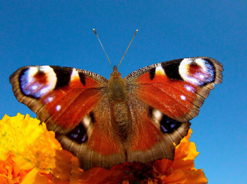 SCHMETTERLING