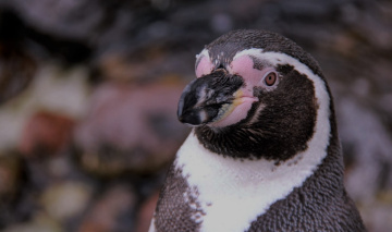 Close to a penguin...