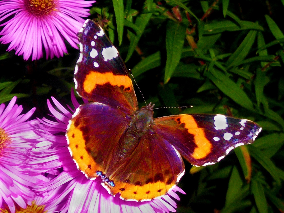 SCHMETTERLING