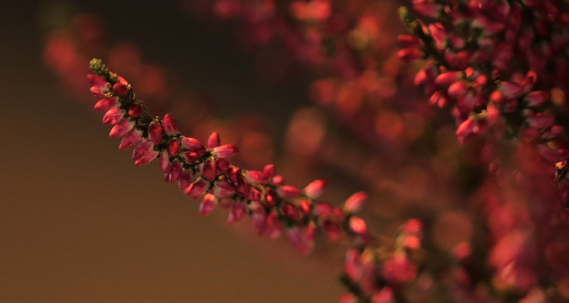Red...