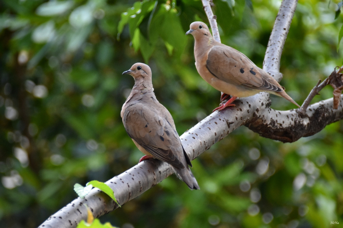 Couple of Eared Dove