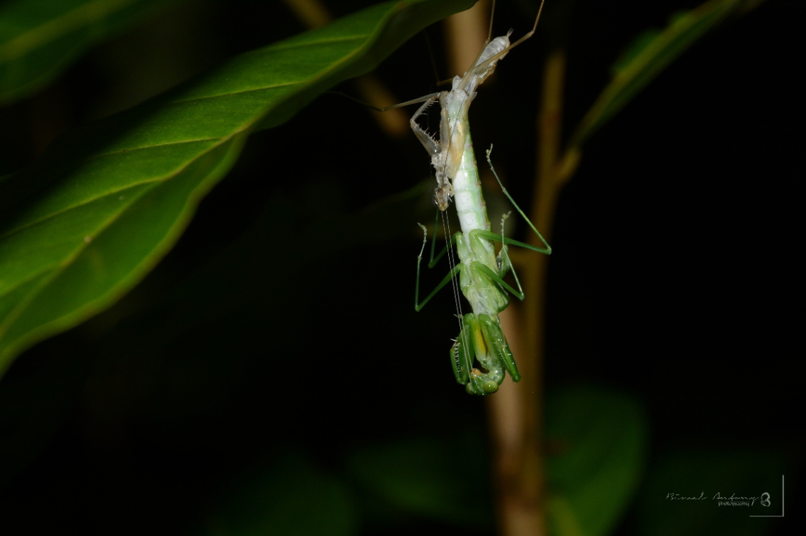 molting