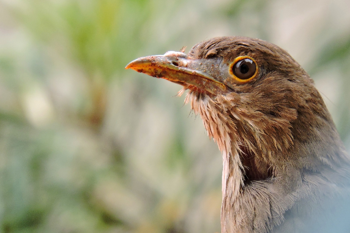 Bird of prey