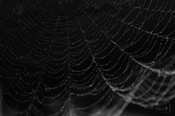 web