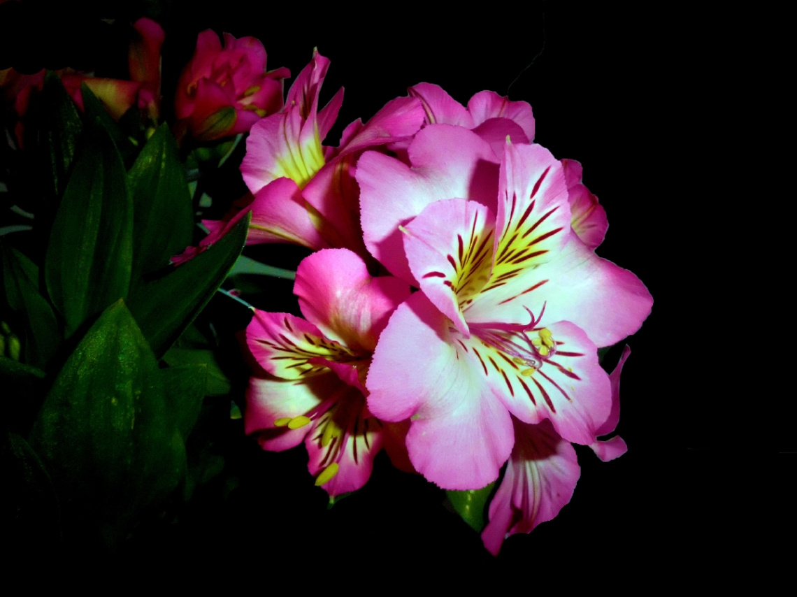 BLÜTEN