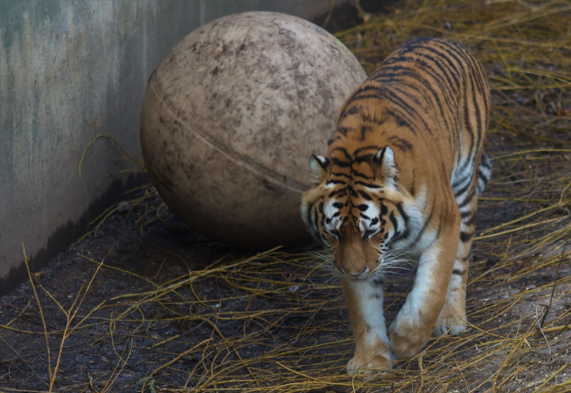 Amur Tiger Moment