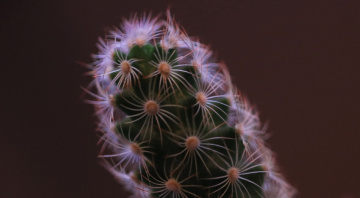Cactus moment......