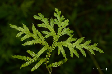 leaf