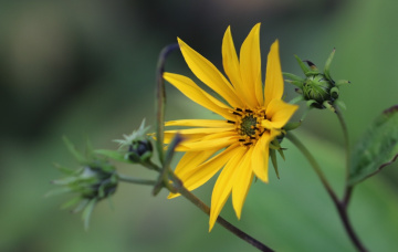 Yellow...