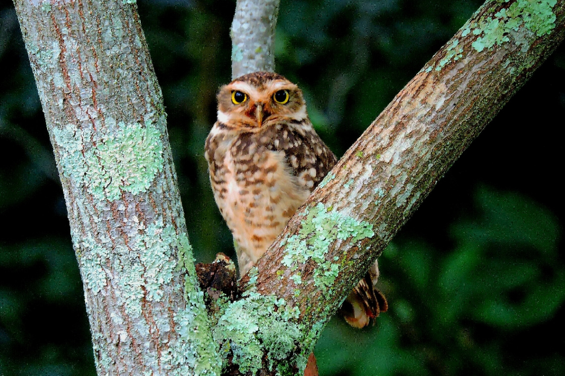 Burrowing Owl