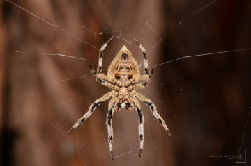 spider
