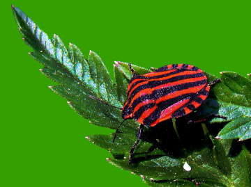 STREIFENWANZE