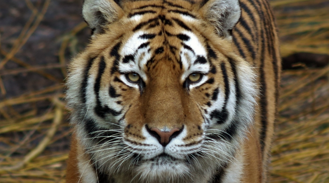 Amur Tiger Moment