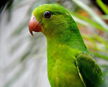 Periquito