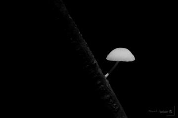 mushroom