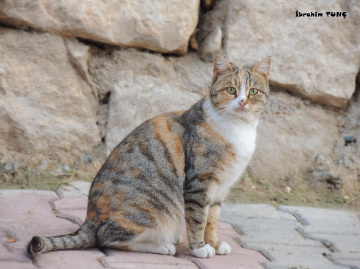 aa bi kedi