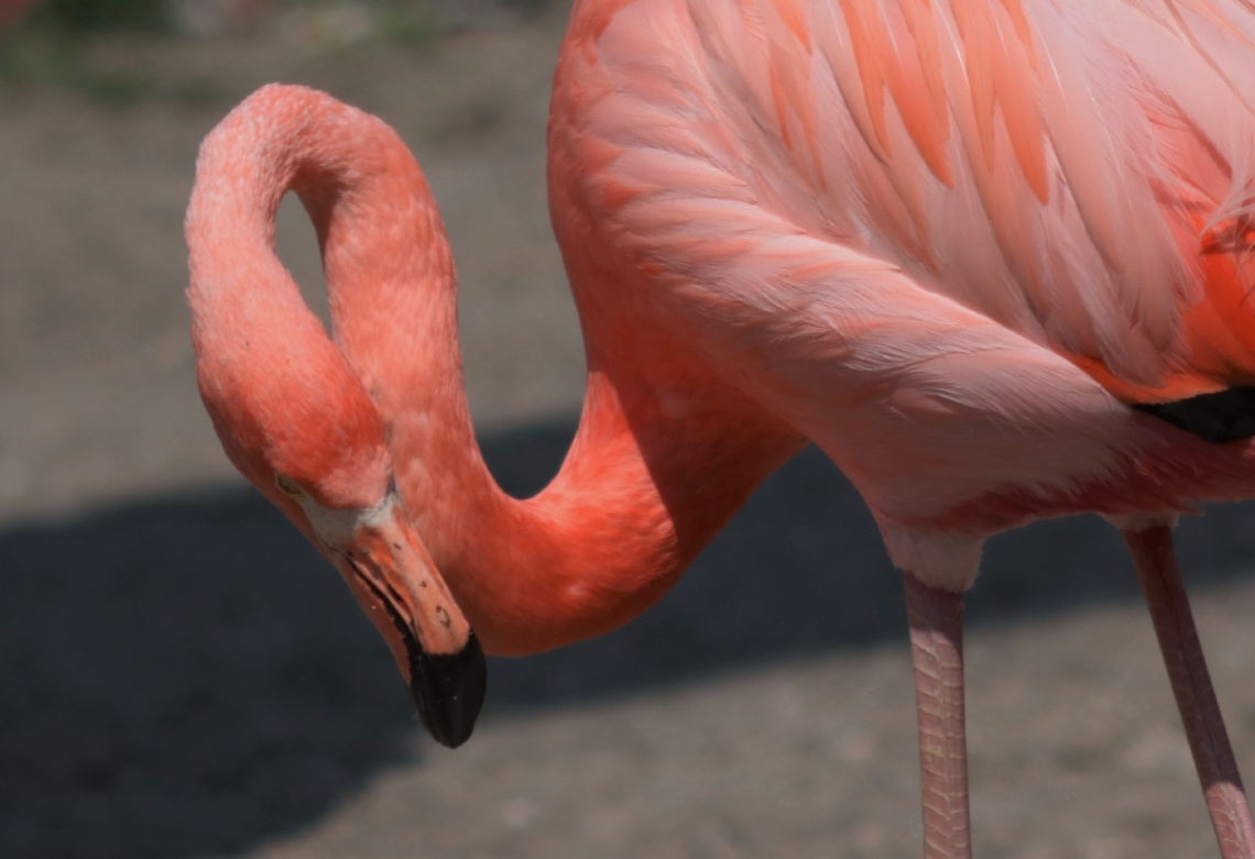 Flamingo close up