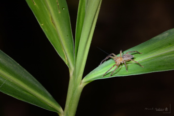 spider