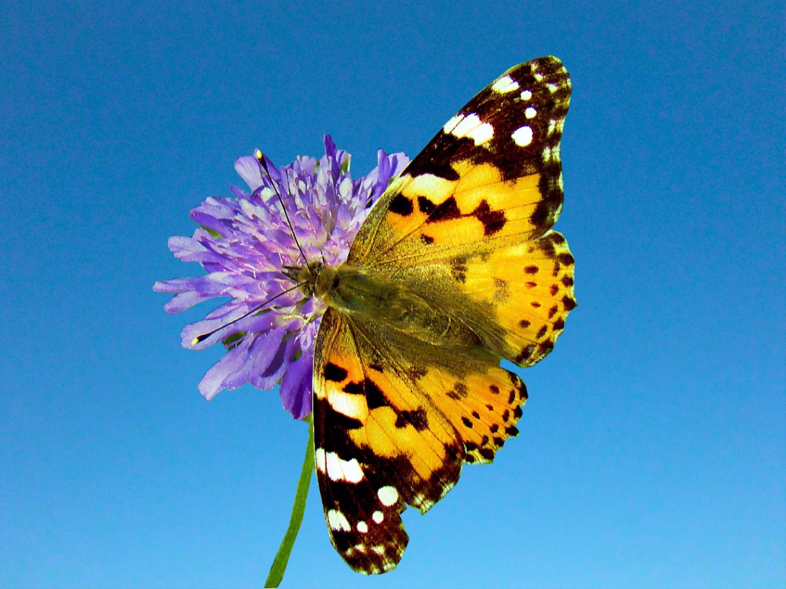 SCHMETTERLING