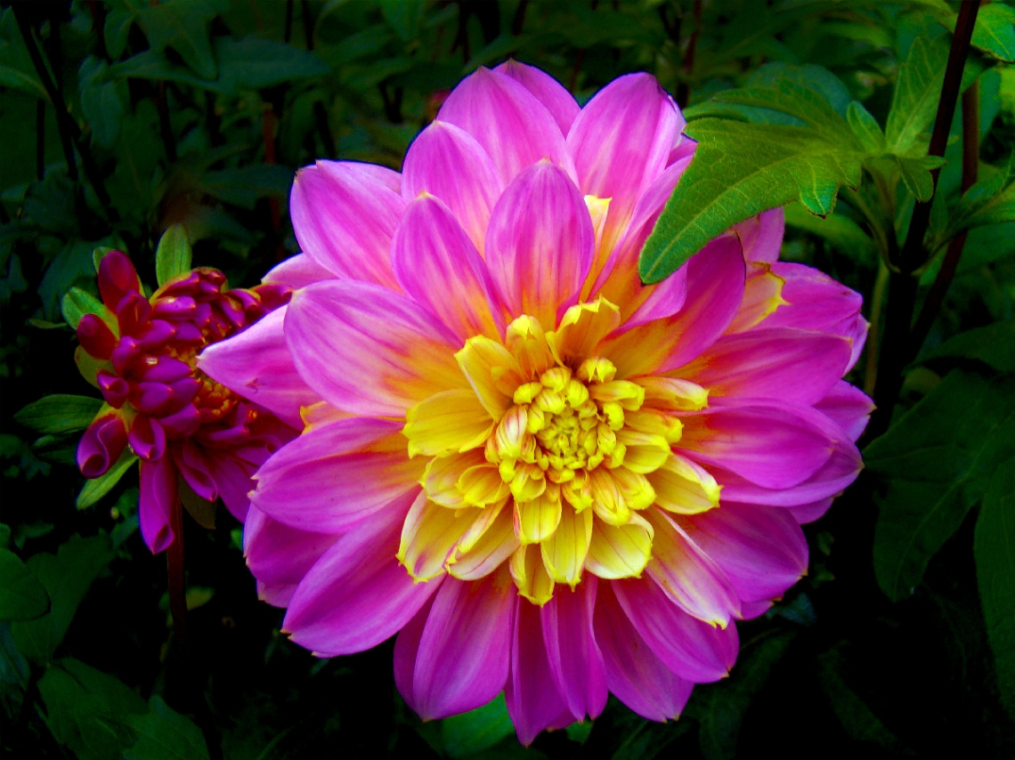 BLÜTEN