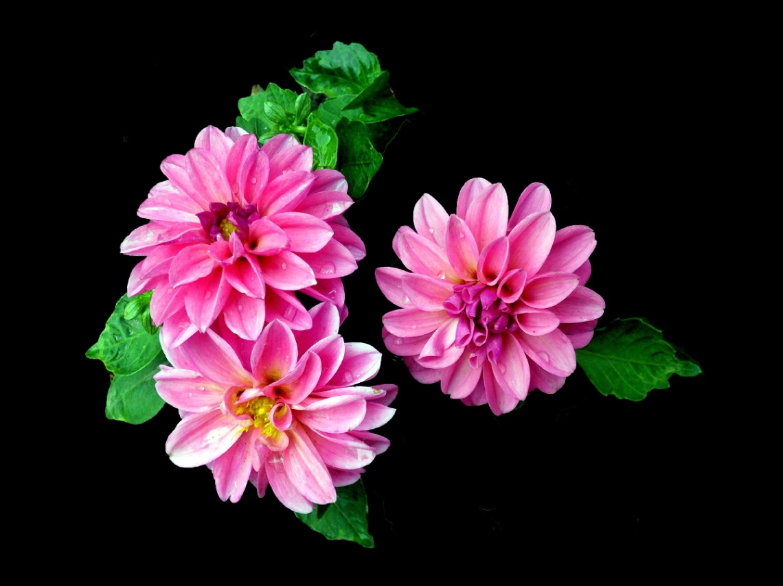 BLÜTEN