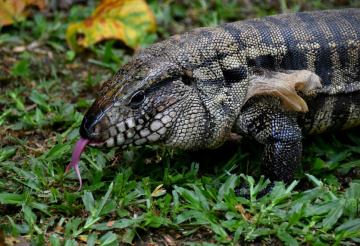 Lizard