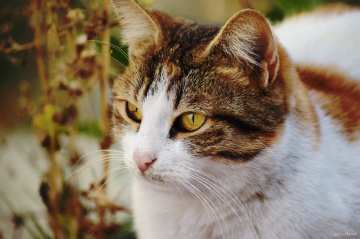 cat