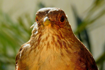 Looking straight ahead