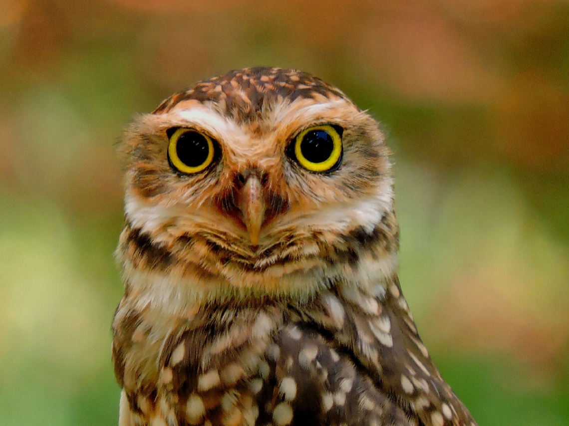 Burrowing Owl