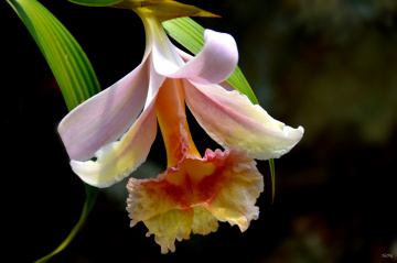 Wild Orchid 