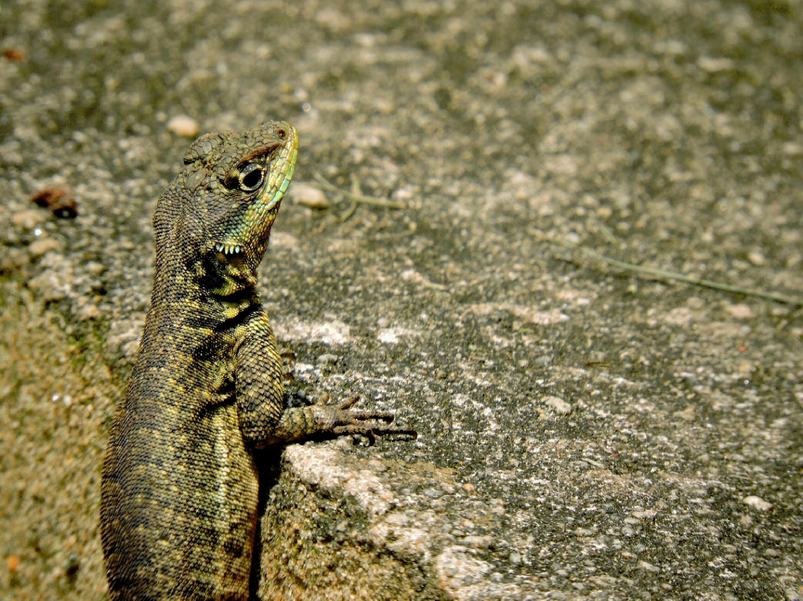 Curiosity 