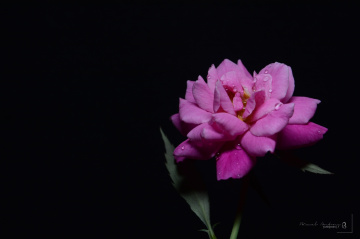 rose