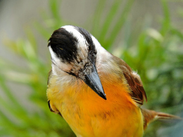 Pitangus sulphuratus 