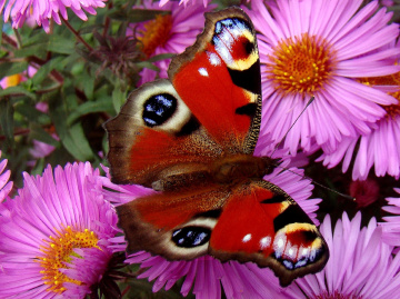 SCHMETTERLING