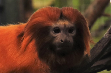 Lion monkey moment