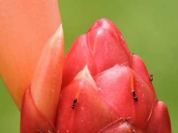 Little ants