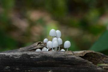 mushrooms