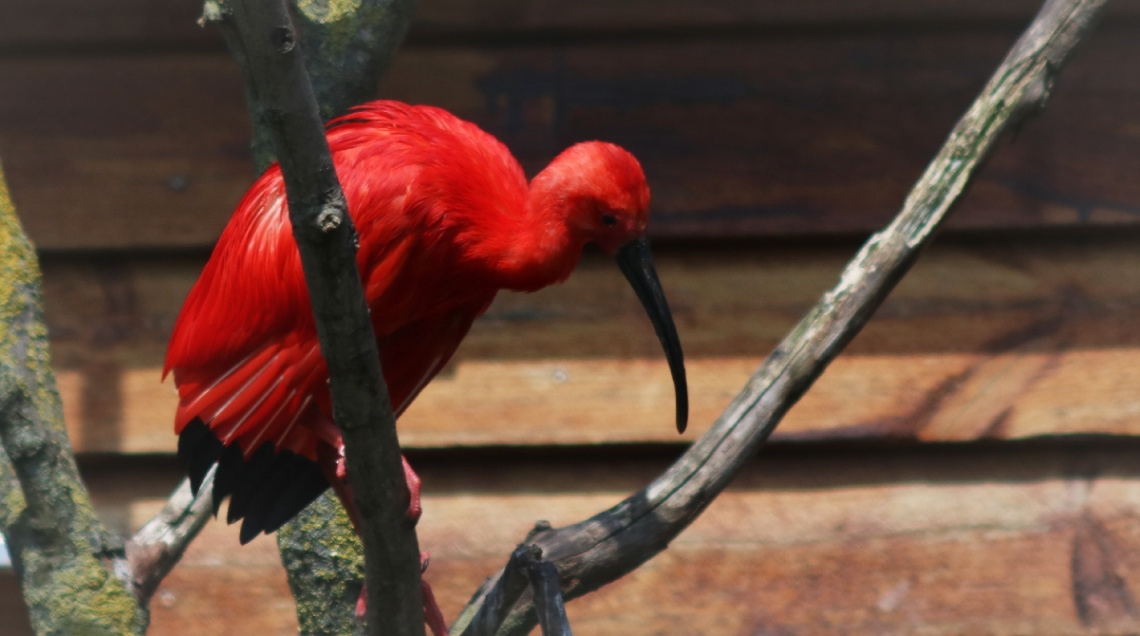 Red...
