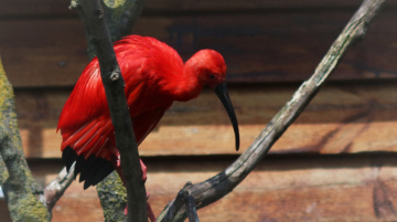 Red...